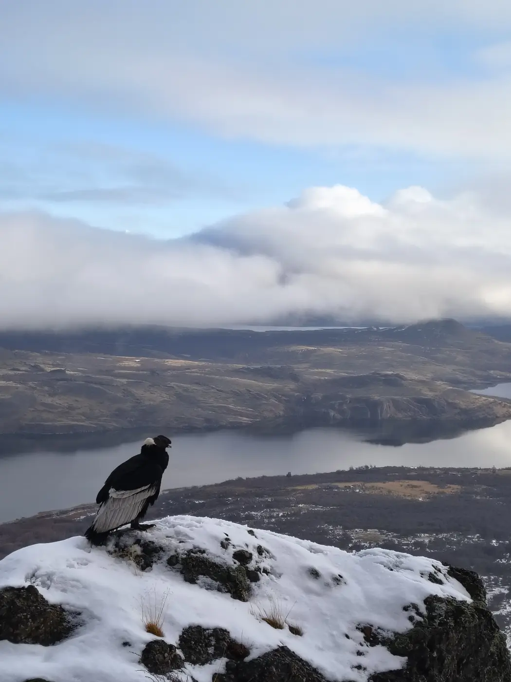 Cóndor andino posado sobre una cumbre nevada con vista a un lago